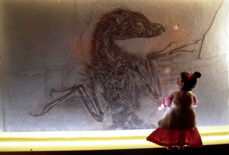 13 Not Icarus Sinornithosaurous