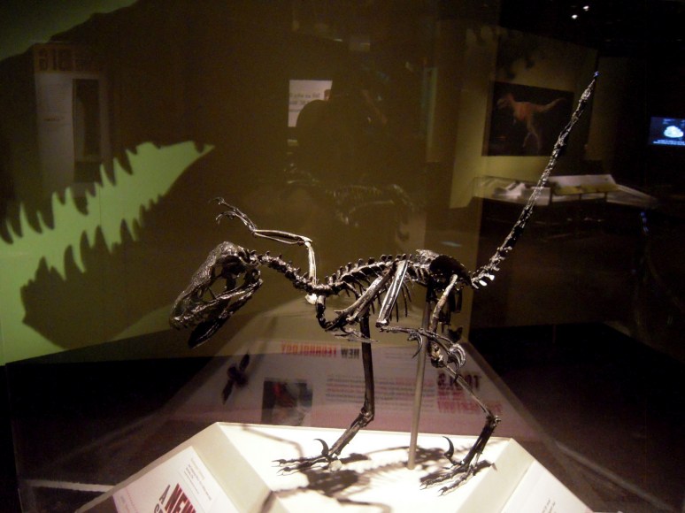 14 Not Icarus Bambiraptor