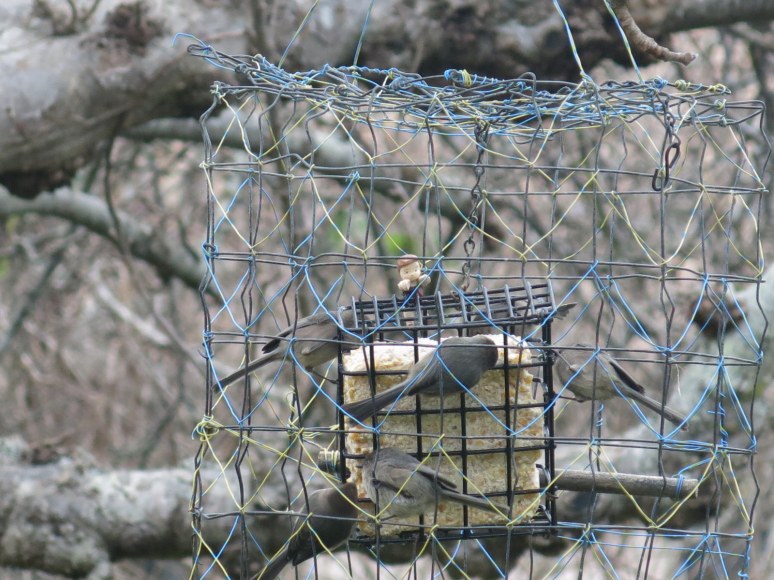 Pip studies Bushtit feeding behaviour