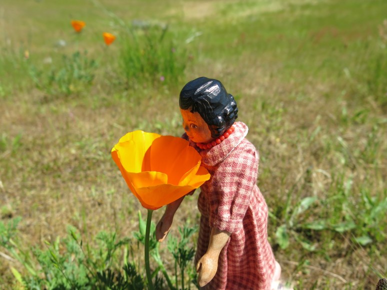 California Poppy