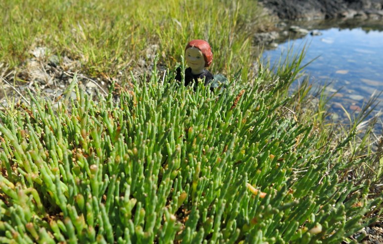 Hattie in the Salicornia