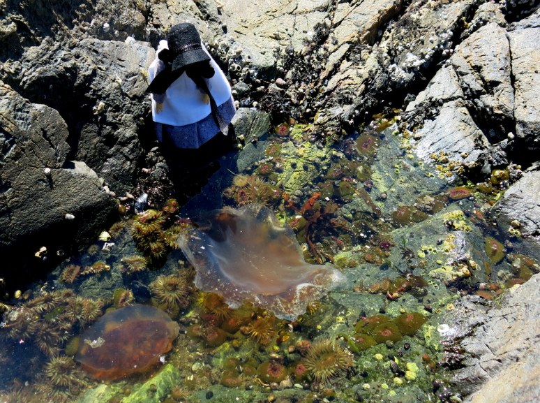 Mary Ann and the Jellyfish