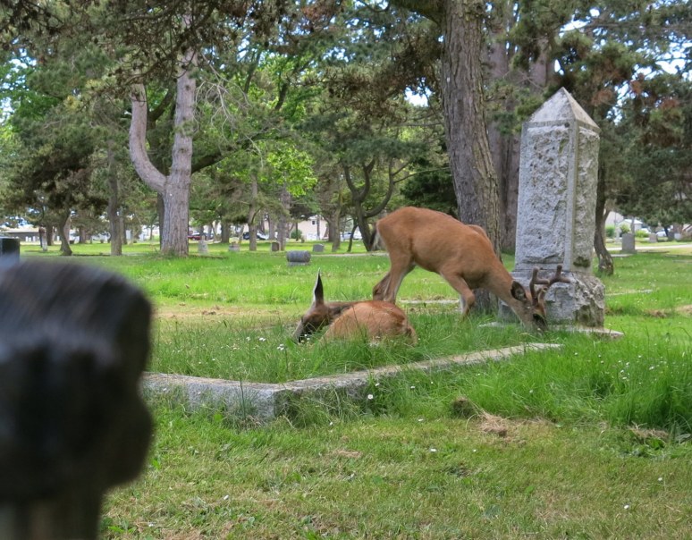 Deer in the cemetery