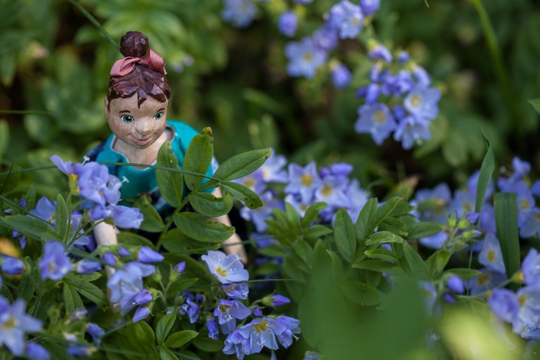 Probably Polemonium pulcherrimim var pulcherrimim