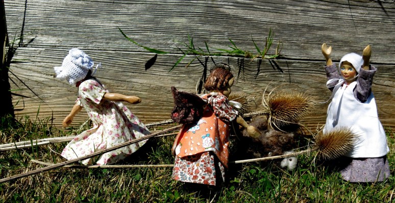 Shaggy Sheep tangled in Teazles