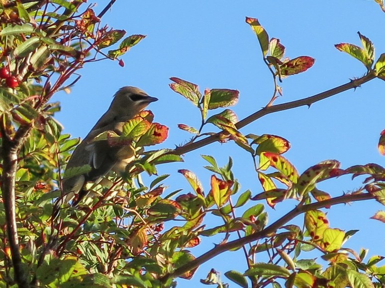 Cedar Waxwings enjoy the fruit too