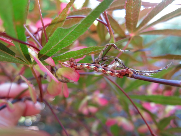Maple Leaf Bract Snack