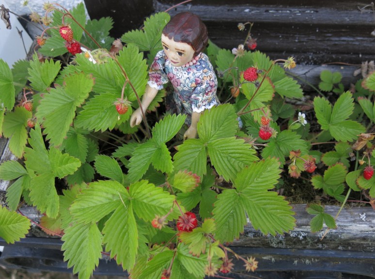 Flowerbox of Berries