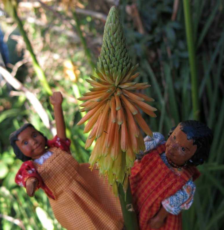 Red Hot Poker