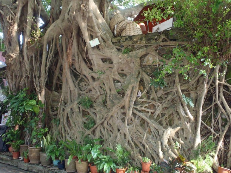 Tansy in the Banyan Tree