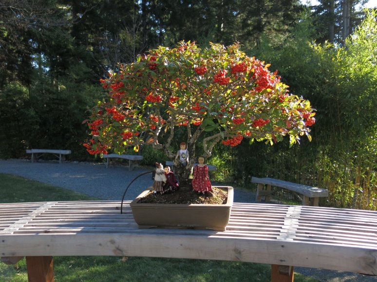 Autumn Bonsai