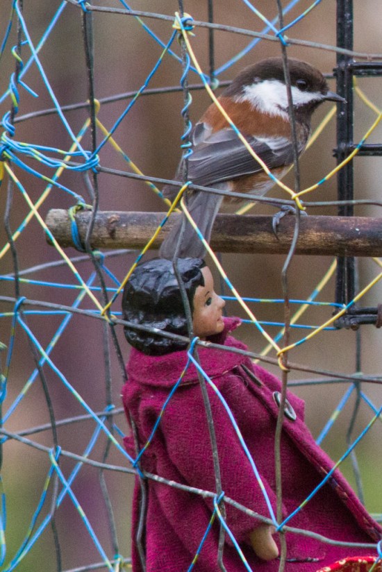 Chestnut-backed Chickadee