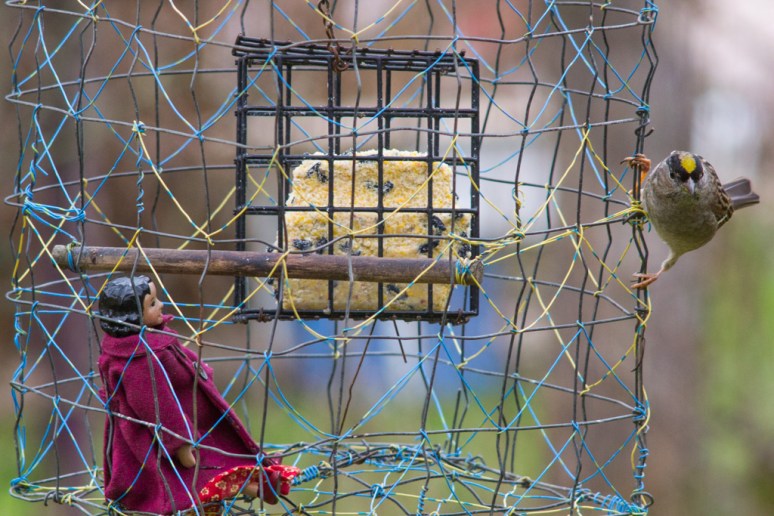 Yellow-Crowned Sparrow
