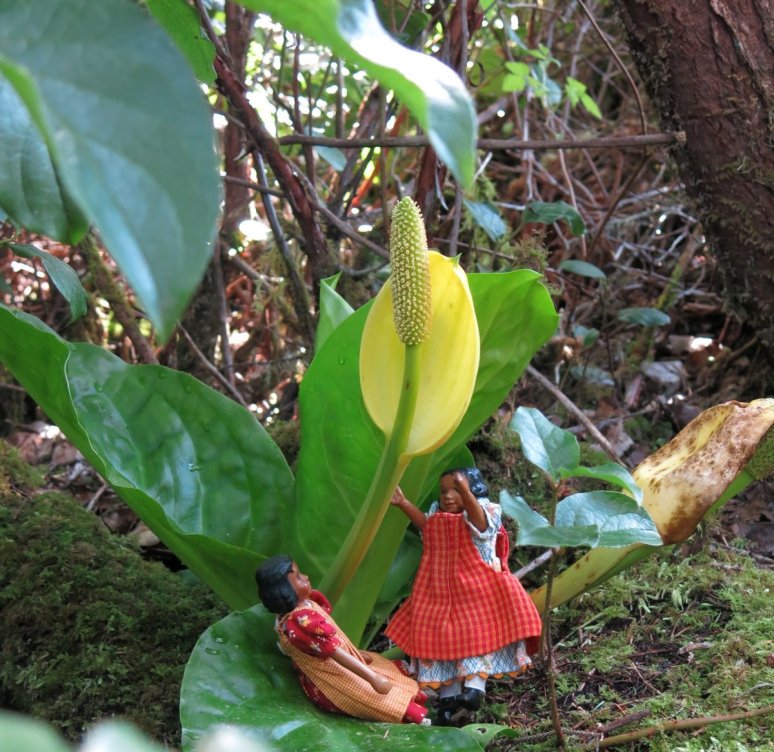 Skunk Cabbage flower