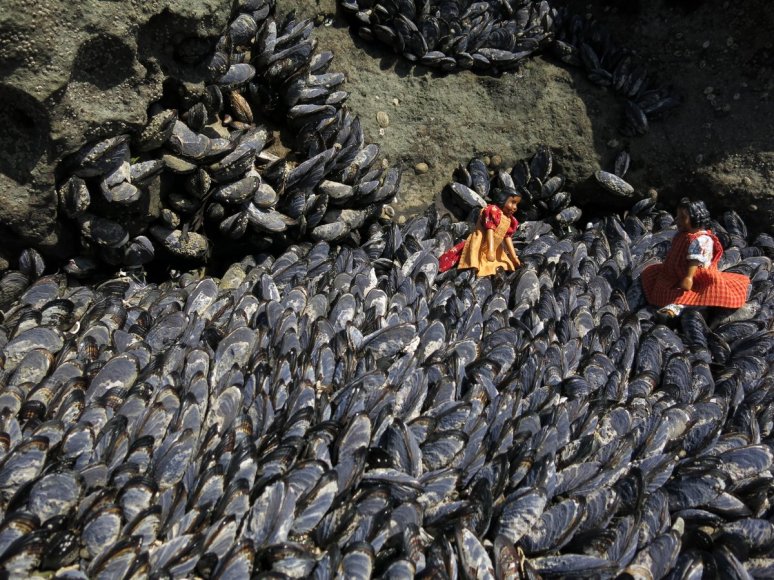 Mussel Bed