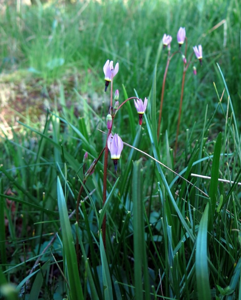 Dodecatheon pulchellum