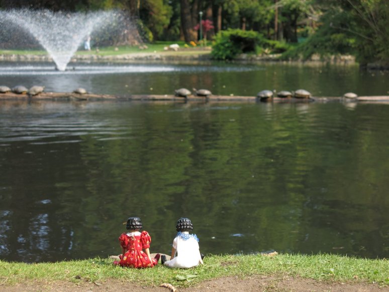 Sixteen Turtles on this log