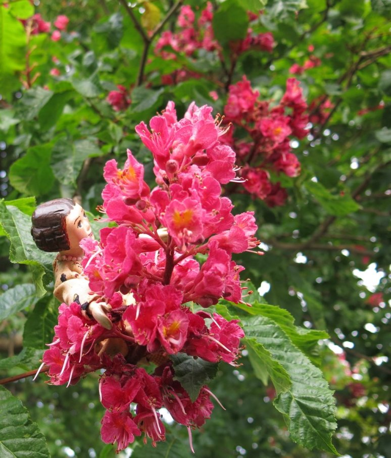 Pink Chestnut Blossoms