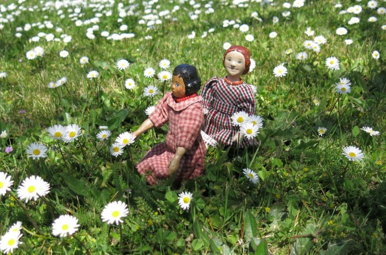A field of Daisies
