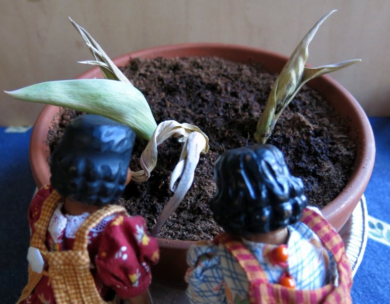 No hope for the Tulips