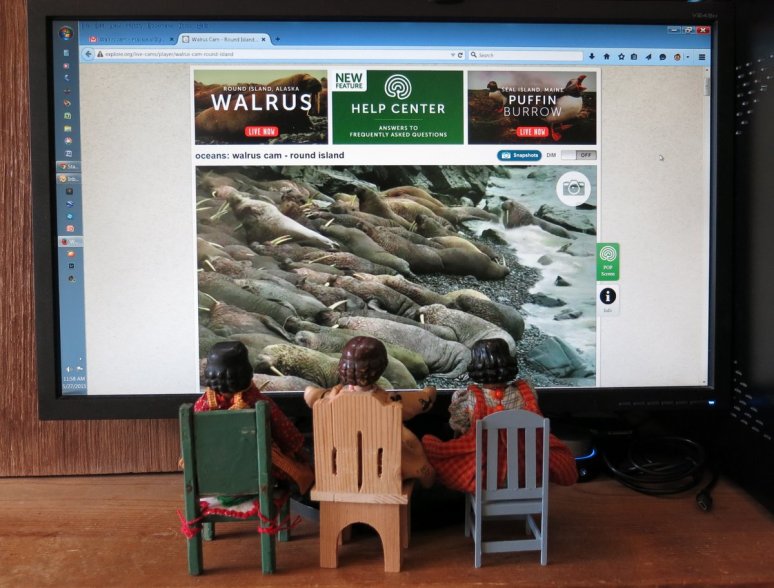 Walrus Cam