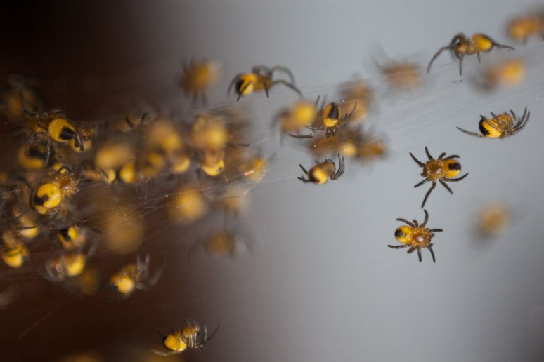 Tiny Spiders