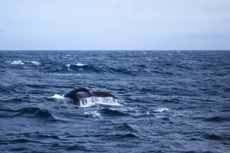 Humpback tail
