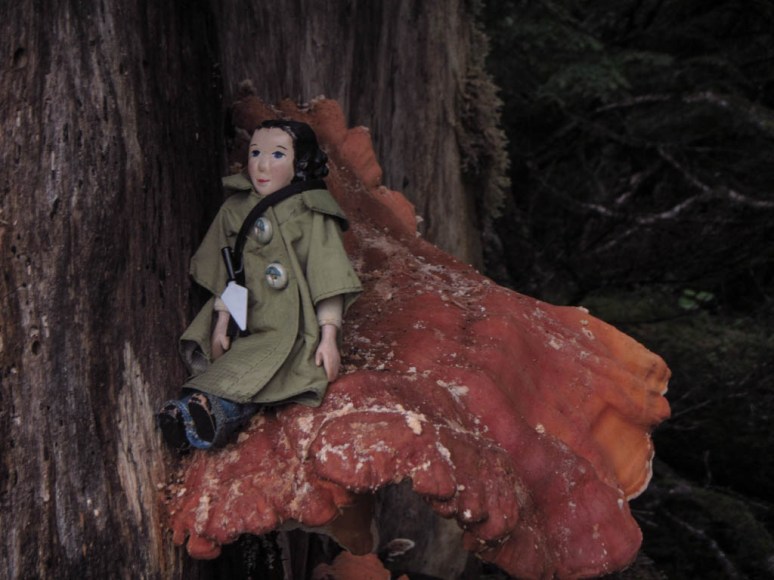 chicken of the woods