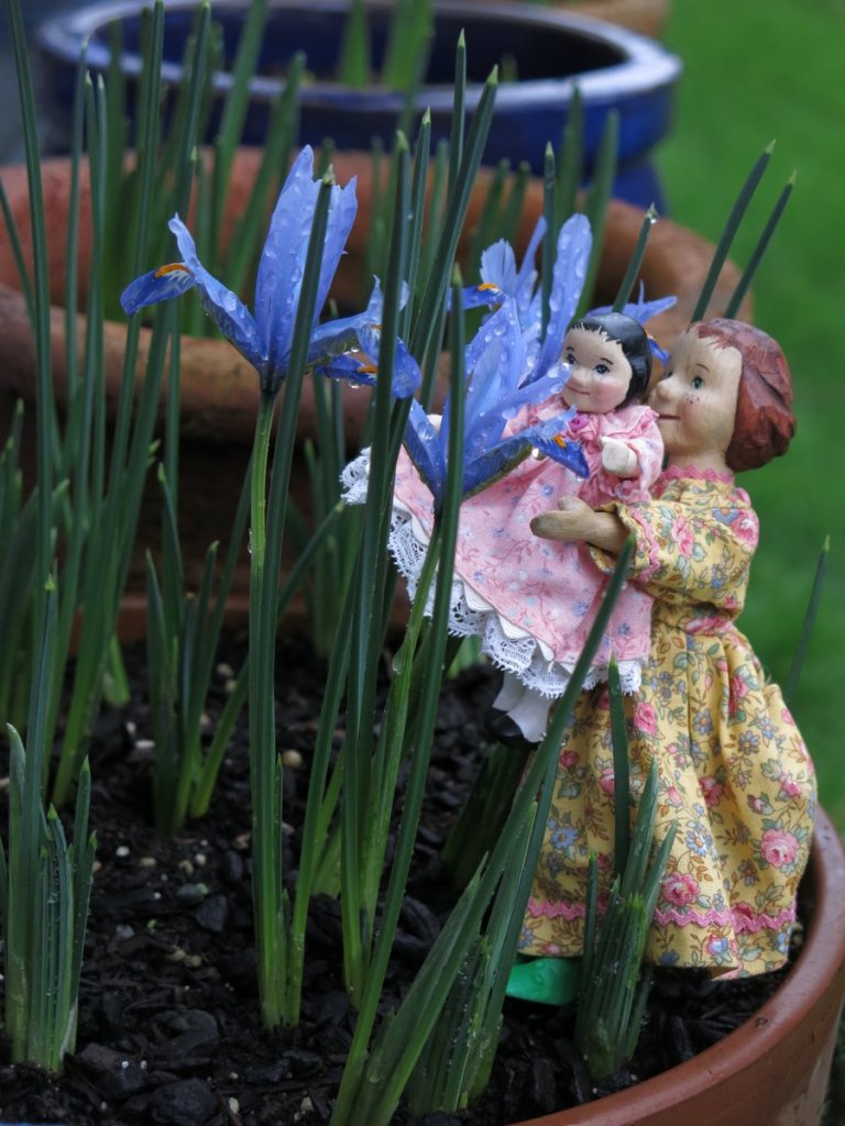 Iris blooms