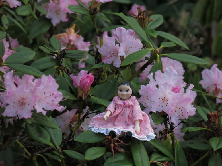 Rhododendron