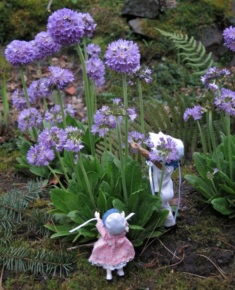 More Exotic Primroses