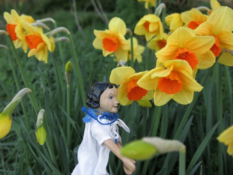 Narcissus outside