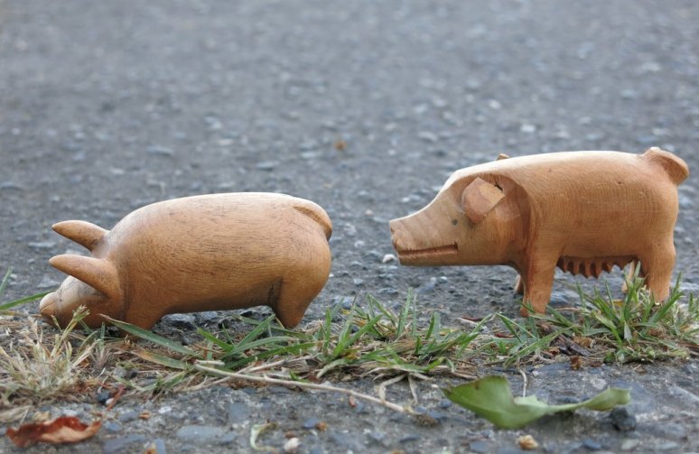 This little Piggy...