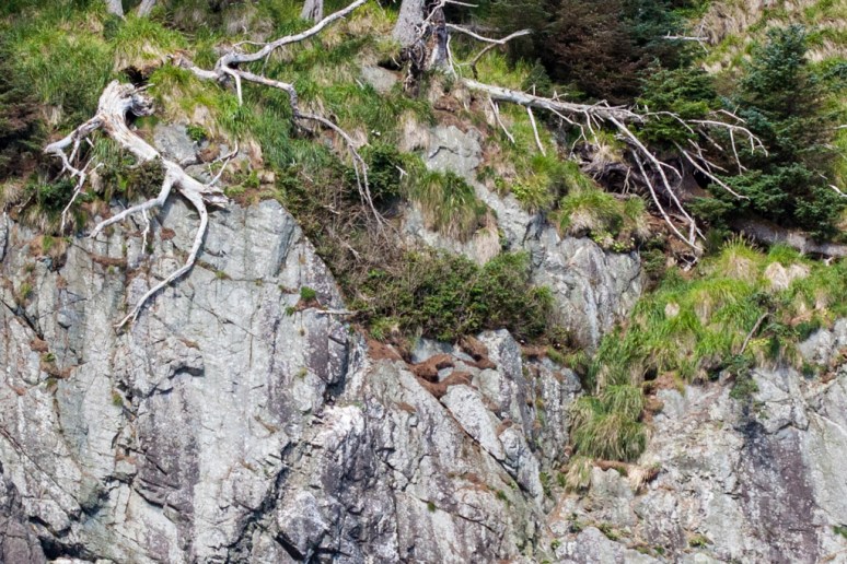 Nesting on Kunghit Island