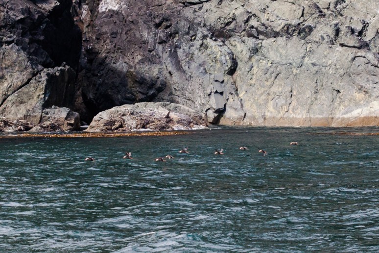 Kunghit Island Beneath the Nests
