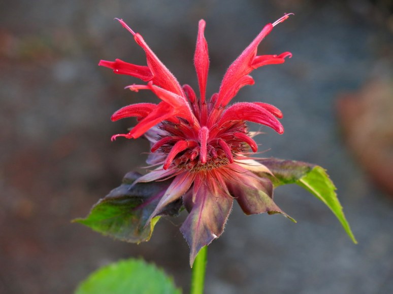 Flowering Bee Balm