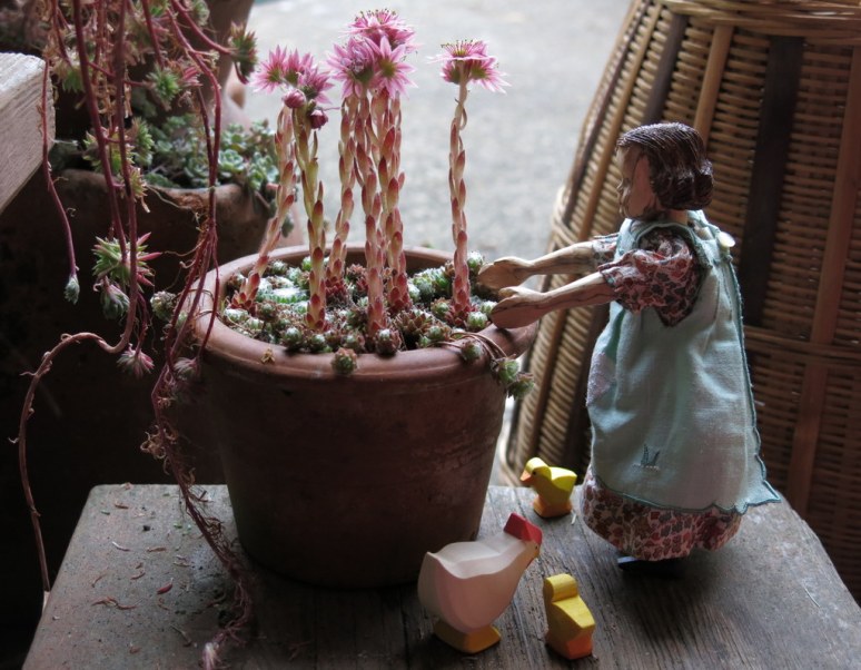 Sempervivum arachnoideum