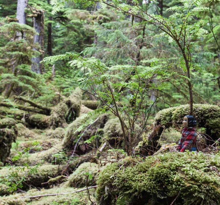 5Tansy Catalogues Moss (5)