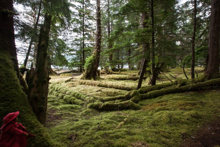 5Tansy Catalogues Moss (7)