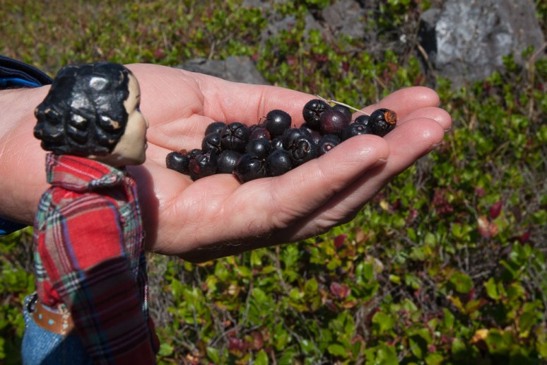 12Tansy_at_Hotsprings (15)