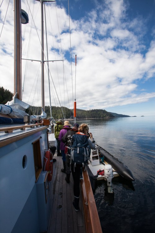 16Tansy_at_Laskeek_Bay_Conservation_Society (1)