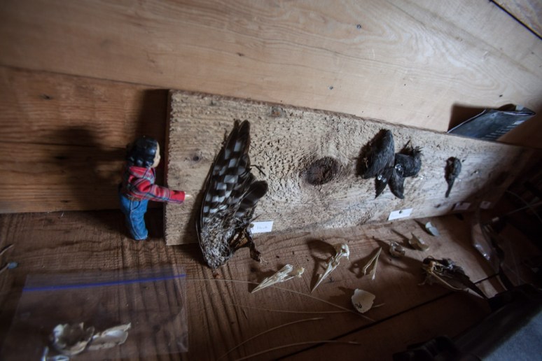 16Tansy_at_Laskeek_Bay_Conservation_Society (14)