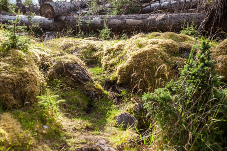 16Tansy_at_Laskeek_Bay_Conservation_Society (20)