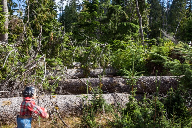 16Tansy_at_Laskeek_Bay_Conservation_Society (7)