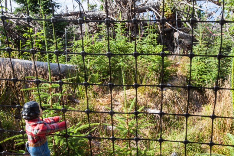 16Tansy_at_Laskeek_Bay_Conservation_Society (9)