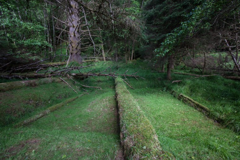 17Tansy_at_Skedans (3)